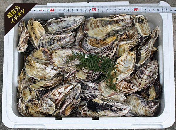 かきセットB(3年畜養・殻付きカキ11リットル容器入り)