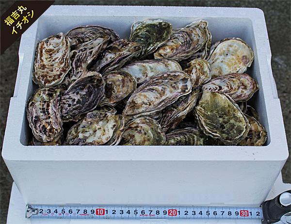 かきセットD(3年畜養殻付きカキ7リットル容器入り)