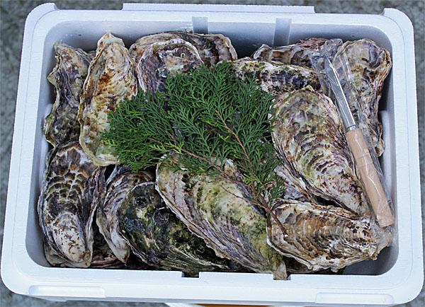 かきセットE(3年畜養Lサイズ殻付きカキ11リットル容器入り)