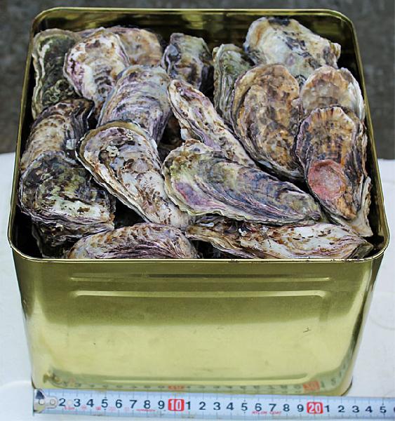 かきセットG(3年畜養殻付きカキ 半缶9リットル)